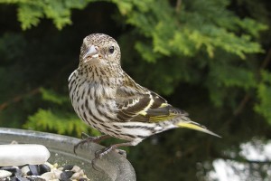 Énekesmadarak: a fenyőcsíz (Carduelis pinus), a mozgékony madárka