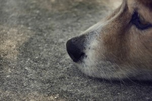 Mi legyen a karácsonyi ajándék?