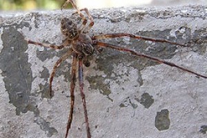 Szongáriai cselőpók (Lycosa singoriensis) etetése videón