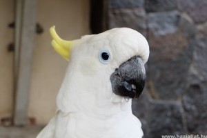Milyen madár a kakadu?