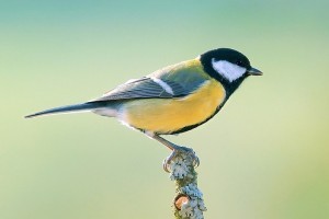 A széncinege (Parus major) a 2011-es év madara