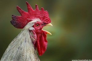 Tudnivalók a kakasról