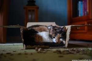 Mi a jól nevelt cica titka?