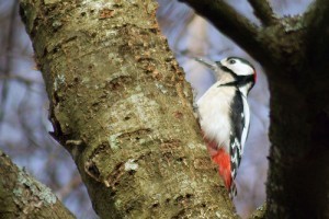 A nagy fakopáncs (Dendrocopos major) vagy harkály