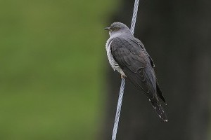 A kakukk (Cuculus canorus) szaporodása