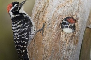 A szőrös hőcsik vagy szőrös harkály (Leuconotopicus villosus)