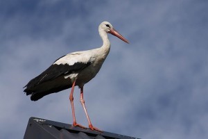 A gólyák a gólyaalakúak (Ciconiiformes)