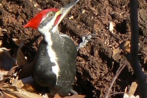 A kontyos feketeharkály (Dryocopus pileatus)