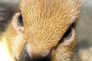 Vadkacsa (Anas platyrhynchos) - miről ismerjük fel?