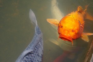 Halak tartása: a koi ponty