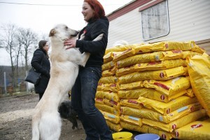Pedigree Örökbefogadási Program 2011