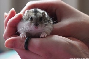 Népszerű hörcsögnevek és névnapok