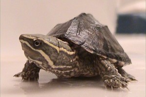 A pézsmateknős (Sternotherus)