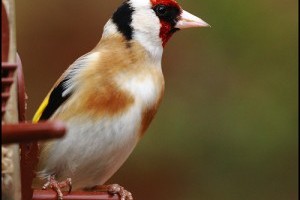 Az európai tengelic madár (Carduelis carduelis)