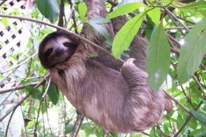 A Costa Rica-i háromujjú lajhár vagy más néven ai (Bradypus tridactylus)