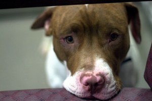 Az amerikai vörös orrú pit bull titkai