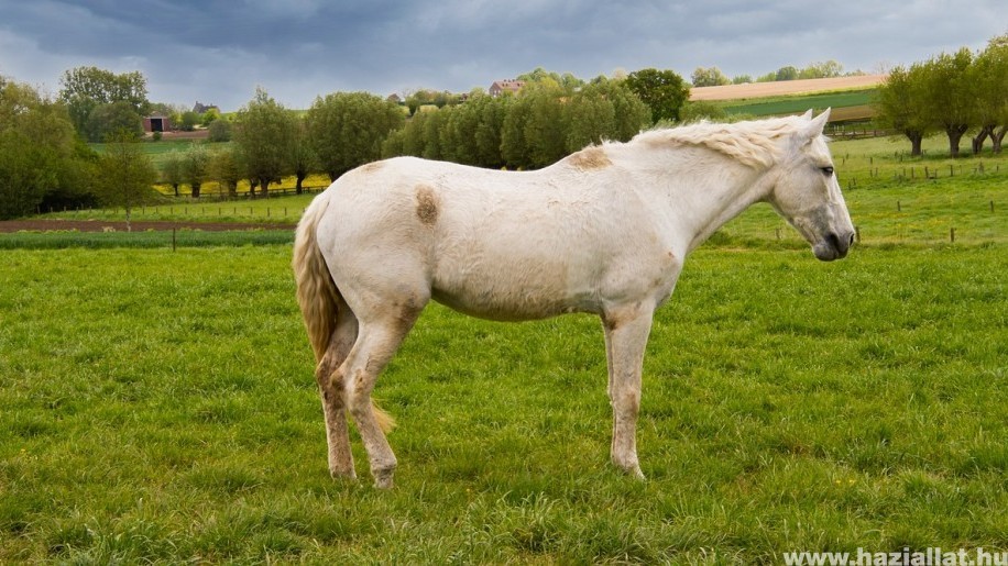 A lovak és az időjárás