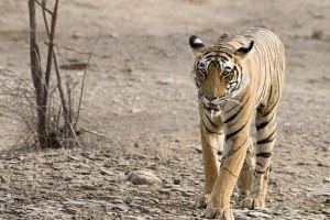 Az állatok szerepe India nemzeti jelképeiben