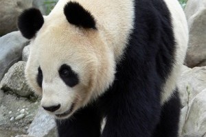 A panda az ember legújabb barátja?