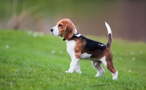 beagle_tulajdonsagok