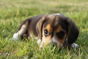 A miniatűr beagle a zsebedben is elfér?