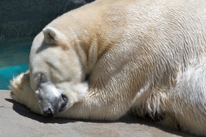 Elpusztult Knut, a berlini állatkert jegesmedvéje