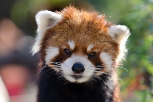 Vörös pandák a hóban - videó