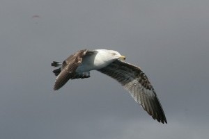 SmartBird - a robotmadár