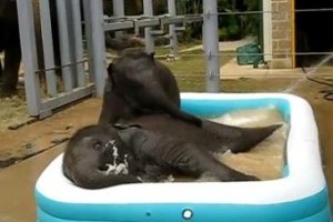 Aquapark bébi elefántoknak - videó