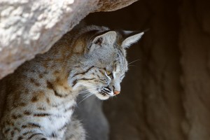 A kis észak-amerikai hiúz (Felis rufus)