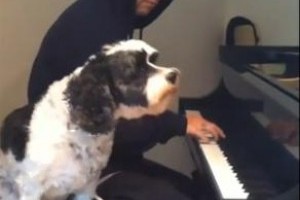 Rocky átéléssel énekel a gazdinak - videó