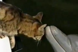 A cica és a delfin barátsága - videó