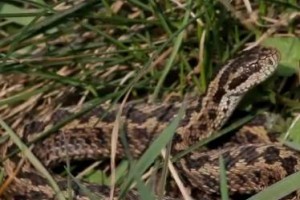 Rákosi viperákat bocsátottak szabadon a Kiskunságban