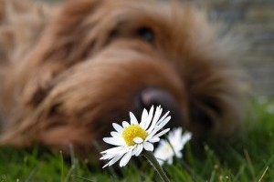 Allergia ellen homeopátiás deszenzibilizálás