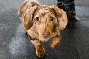 Vitiligo (Leucopathia acquisita) vagy bőrpigmenthiány a kutyáknál