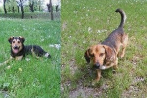 Három kan kutyus gazdit keres