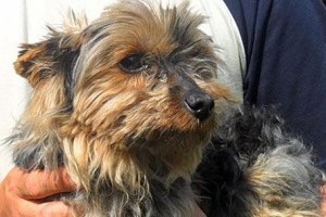 Az ablakon repült ki szegény terrier