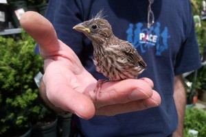 BirdLife International madármegfigyelő verseny
