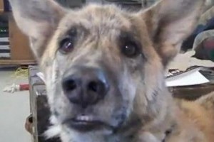 A beszélő kutyás videó: 10 millióan nézték meg egy hét alatt