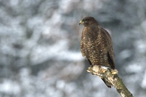 A 2012-es év madara: az egerészölyv (Buteo buteo)