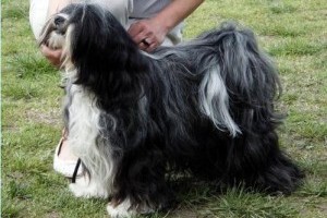 Tibeti terrier, a szerencsehozó kutya