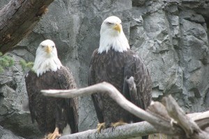 A legújabb internet-szenzáció: fehérfejű rétisas (Haliaeetus leucocephalus)