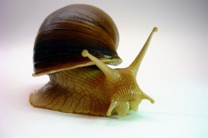 Szmogszűrő csigák