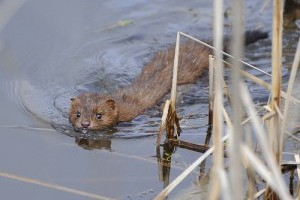 A hosszúfarkú menyét (Mustela frenata)