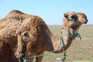 Milyen teve a dromedár (Camelus dromedarius)?