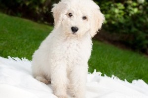 Milyen kutyafajta a cockapoo, a labradoodle és a goldendoodle?