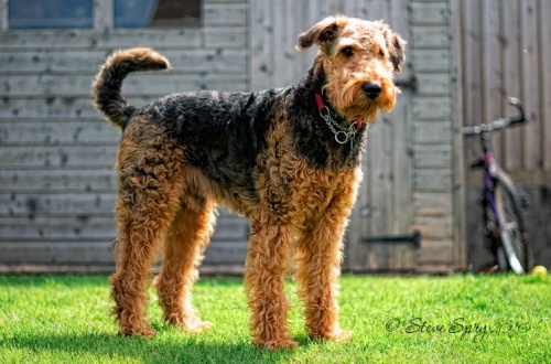 airedale