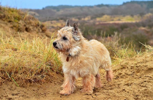 caitnterrier