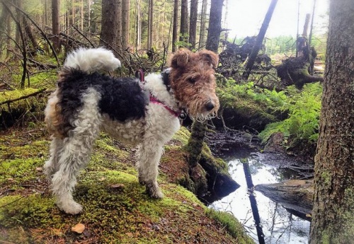foxterrier