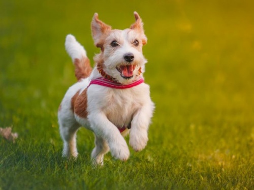 jack_russel